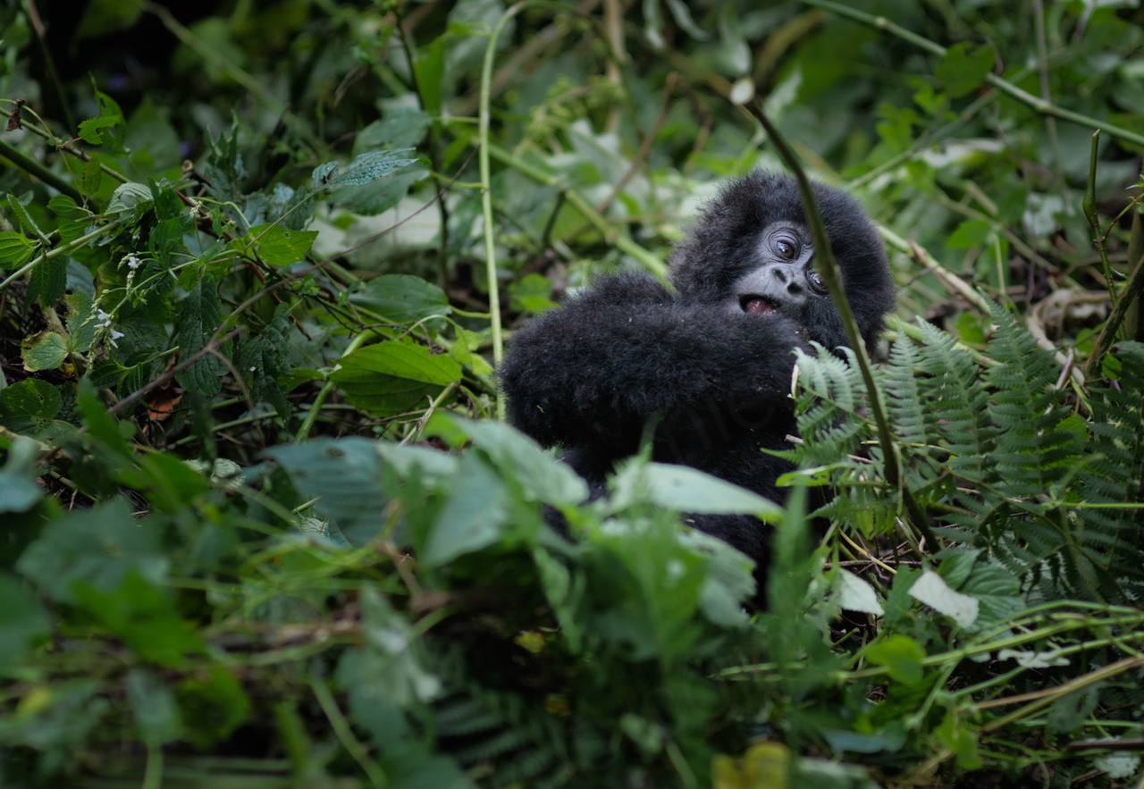 Virunga, DR Congo