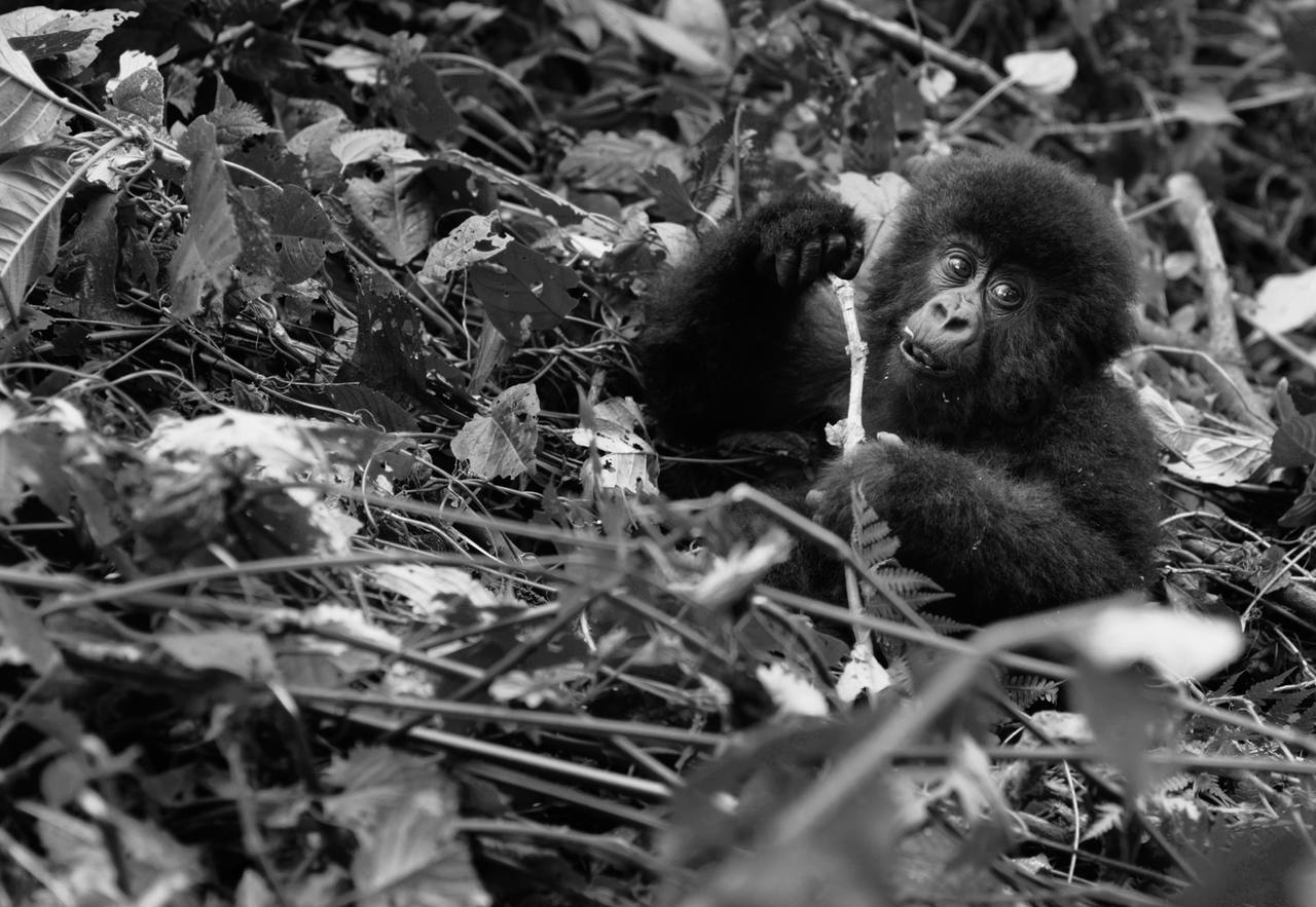 Virunga, DR Congo